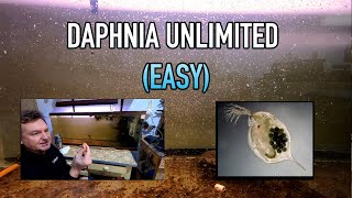 How I Raise Daphnia Water Fleas And You Can Too [upl. by Lenci868]