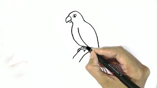 How to draw a parrot in easy steps for beginners [upl. by Krista]