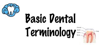 Basic Dental Terminology [upl. by Ahsien]