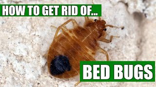 How To Get Rid Of Bed Bugs Guaranteed 4 Easy Steps [upl. by Criswell861]