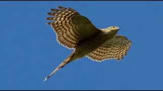 Sparrowhawk Bird Call Bird Song [upl. by Wordoow]