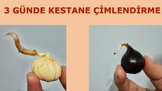 KESTANE Ã‡Ä°MLENDÄ°RME KESTANE FÄ°DANI NASIL YETÄ°ÅTÄ°RÄ°LÄ°R HIZLI KESTANE YETÄ°ÅTÄ°RME [upl. by Ardnuas938]