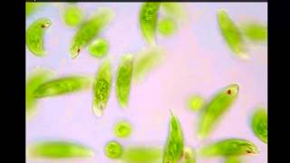 Euglena [upl. by Anayad]