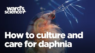 Caring and Culturing for Daphnia [upl. by Lleumas]