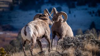 Bighorn Ram BATTLE in Wyoming [upl. by Dupuis]