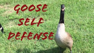 Goose self defense [upl. by Suryt]