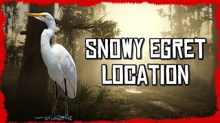 🦢Snowy Egret Location Red Dead Online [upl. by Eartnoed938]