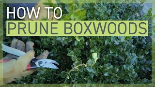 How to Prune Your Boxwoods [upl. by Lenahs]