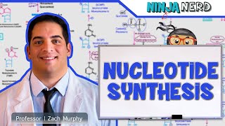 Metabolism  Nucleotide Synthesis  Purine amp Pyrimidine Synthesis [upl. by Ryon]