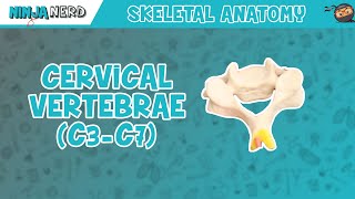 Cervical Vertebrae C3C7 Anatomy [upl. by Anuqahs179]