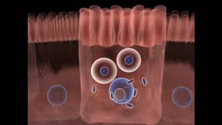 O ciclo de vida do Toxoplasma gondii  Parte 01 [upl. by Aziaf]