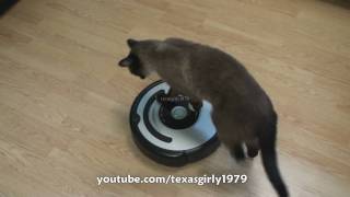 Cat shows HOW TO use iRobot Roomba Vacuum [upl. by Bulley691]