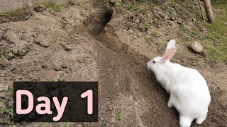 Rabbit Digging Home  Is She Pregnant  New Zealand White  Bunny The Builder [upl. by Notlim874]