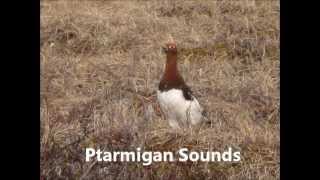 Ptarmigan Sounds [upl. by Prudi]