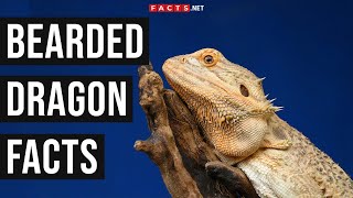 Bearded Dragon Facts About These Exotic Reptiles [upl. by Burton]