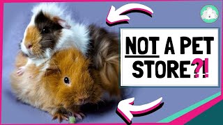 Where to Get Your New Guinea Pigs From [upl. by Nehr]