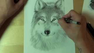 Wie zeichnet man einen WOLF  How to draw [upl. by Eiddet30]