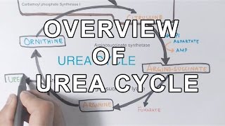 Overview of UREA CYCLE [upl. by Othe]