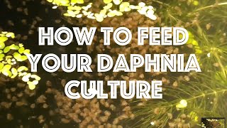 How To Feed Your Daphnia Culture [upl. by Ahseyt663]