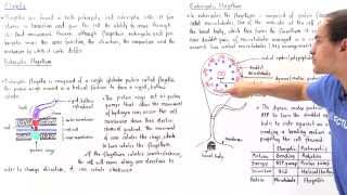 Prokaryotic vs Eukaryotic Flagella [upl. by Seleta]