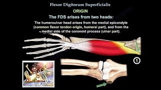 Flexor Digitorum Superficialis  Everything You Need To Know  Dr Nabil Ebraheim [upl. by Ardiekal]