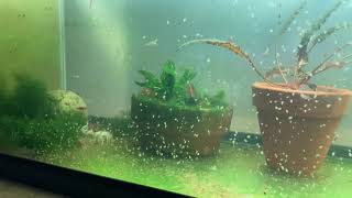 Daphnia Culturing Snails or no snails [upl. by Acinoed511]