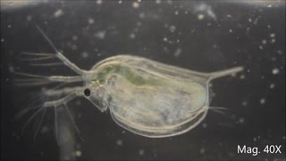 Daphnia magna under the Microscope [upl. by Attemaj]