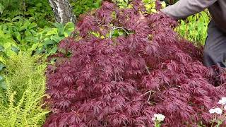 About Japanese maples [upl. by Elades]