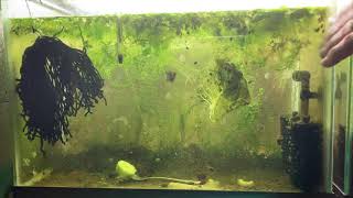 Scuds Daphnia Cherry Shrimp Copepods My aquatic food culture [upl. by Saffian]