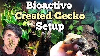 How To Setup a Bioactive Enclosure for a Crested Gecko [upl. by Nera719]