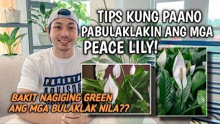 EVERYTHING YOU NEED TO KNOW ABOUT PEACE LILY [upl. by Yaron]