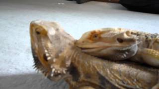 Bearded dragons mating [upl. by Hugon781]