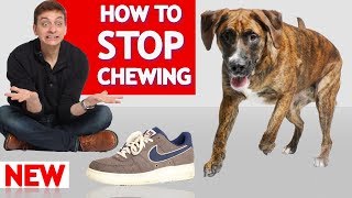 How To Stop Your Dog From Chewing [upl. by Hgielrak567]