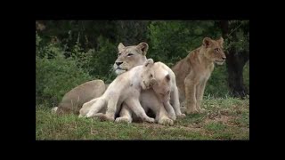 The Rare White Lions  National Geographic Documentary  New HD 720p [upl. by Petulah]