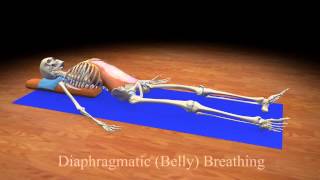 Diaphragmatic Belly Breathing [upl. by Bernstein]