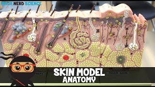 Integumentary System  Skin Model Anatomy [upl. by Lenno108]