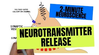 2Minute Neuroscience Neurotransmitter Release [upl. by Melania9]