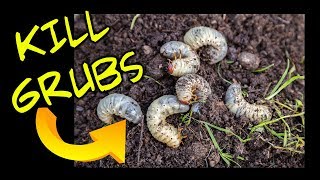 How to Kill Lawn Grubs [upl. by Lledniw]