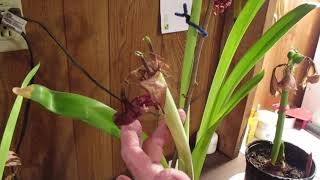 Amaryllis Hippeastrum Flower Stalk After Blooming [upl. by Payson]