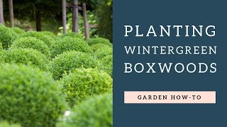 Planting Wintergreen Boxwoods [upl. by Ardua351]