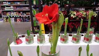 Amaryllis care and reblooming  Donna Joshi [upl. by Icat]