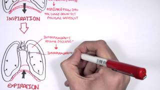 Mechanism of Breathing [upl. by Sido]