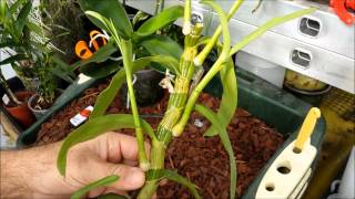 How to clone orchids with keiki paste [upl. by Eelime]