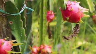 Dragon fruit in Nepal [upl. by Akire]