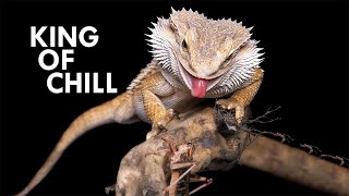 Bearded Dragon The King of Chill [upl. by Harpp]