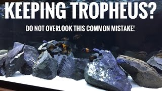 Keeping Tropheus Dont overlook this [upl. by Nylarahs]