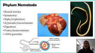 Phylum Nematoda [upl. by Silvana]