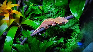 quotGecko Forestquot  Bioactive Terrarium for Crested Gecko  STEP BY STEP [upl. by Yrffej]