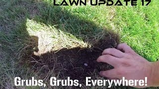 Lawn Update 17  Grubs Worms Everywhere [upl. by Lohcin185]