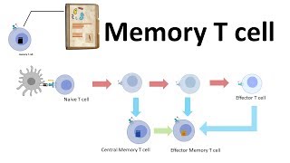 Memory T cell [upl. by Azaleah850]